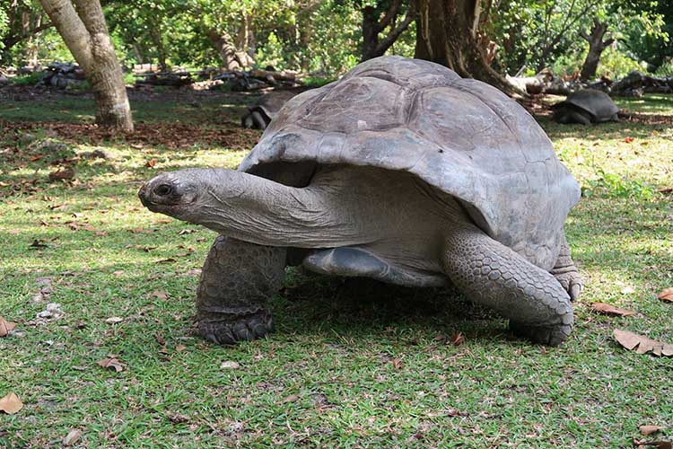 Seychelles 02