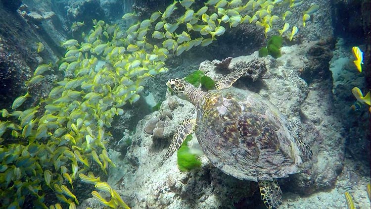 Seychelles 03