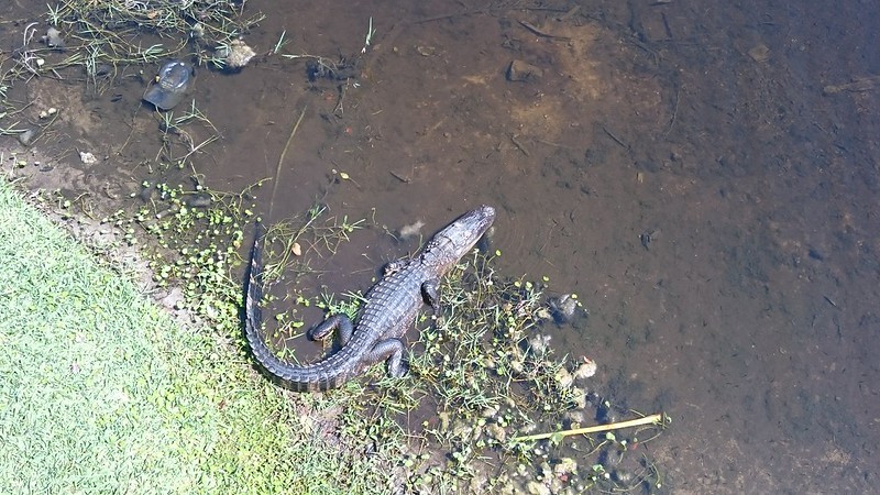 florida aligátor