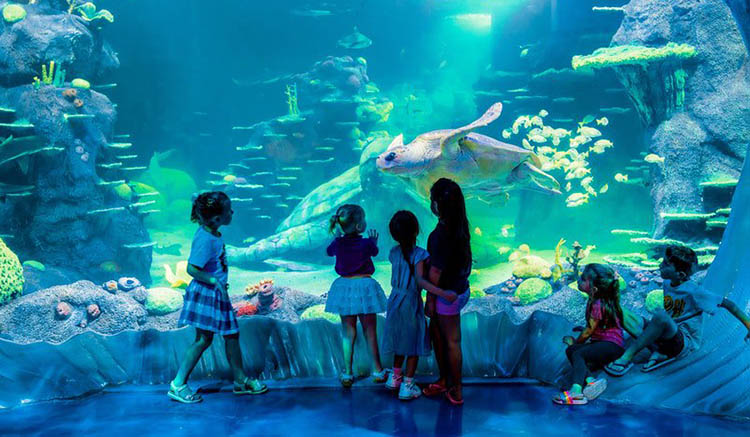 sea life aquarium australia