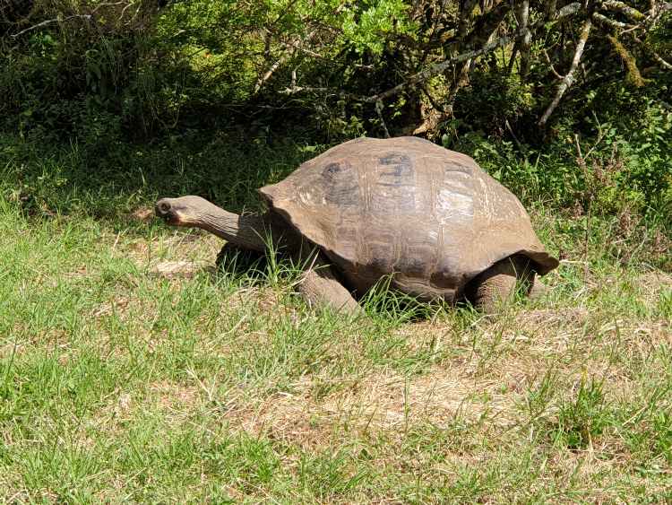 Galapagos óriásteknősx
