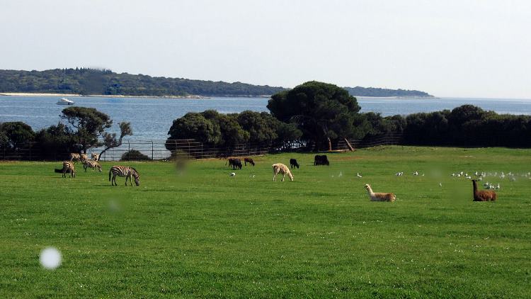 brijunisafarihri2