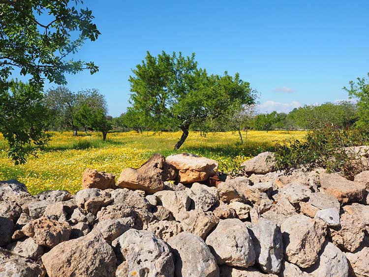 oliva szuret 01