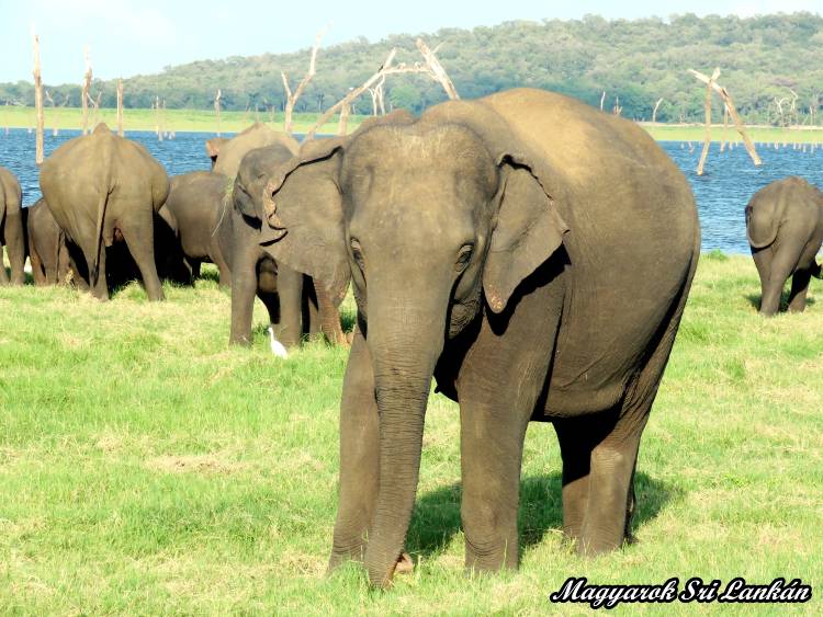 Minneriya Nemzeti Park