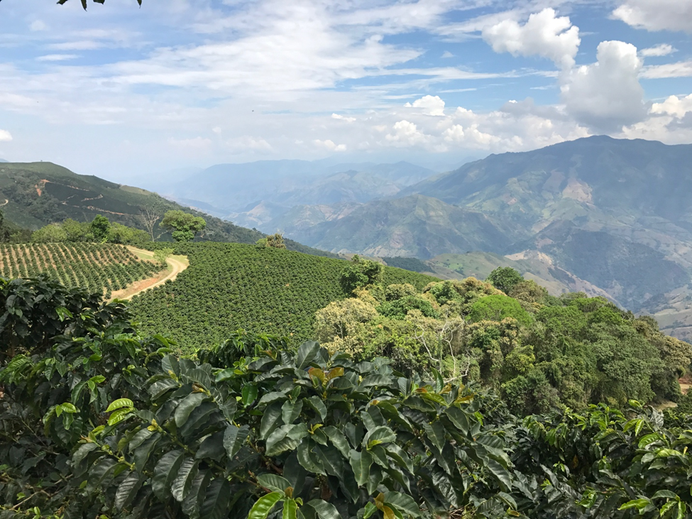 Kávéfarm Salentonál