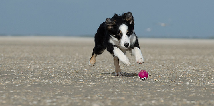 kutyas strand olasz szoveg kozott1