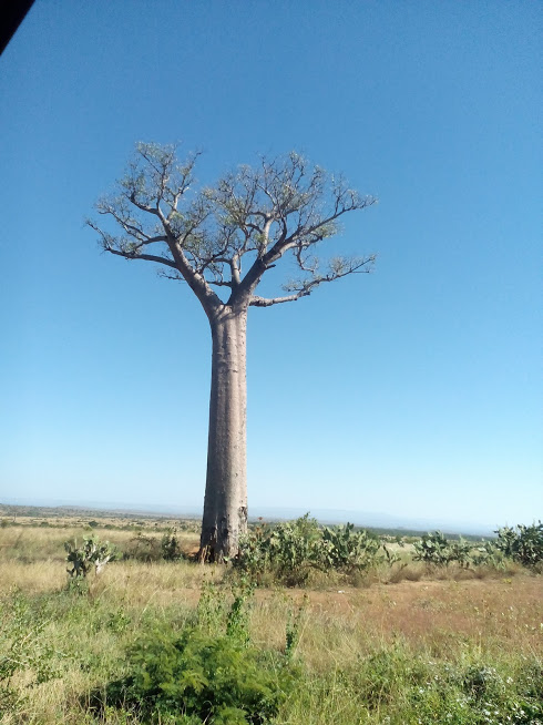 baobab