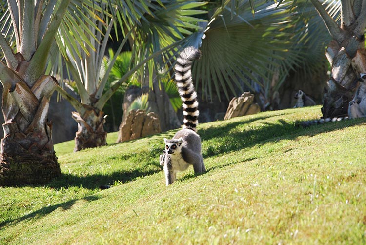 madagaszkar 02