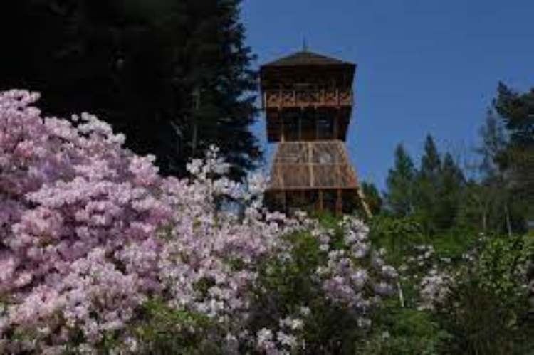 magyrorszag jeli arboretum rhododenron kilatoval1