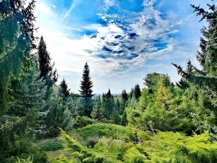 mo miskolc avasi arboretum fenyok