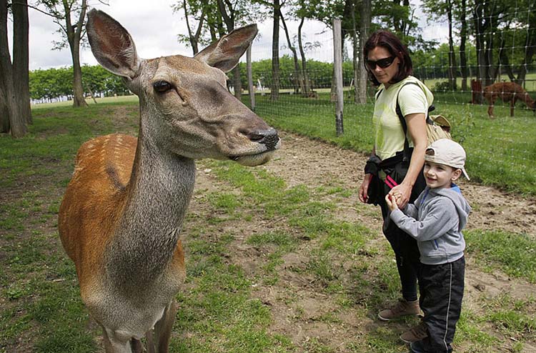 siofok vadgazdalkodasi kozpont