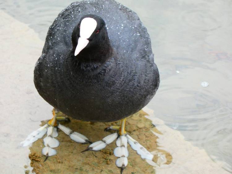 Bodensee meghökkentő 24