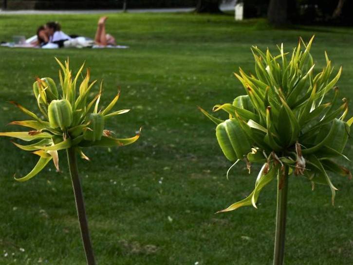 Bodensee meghökkentő 4