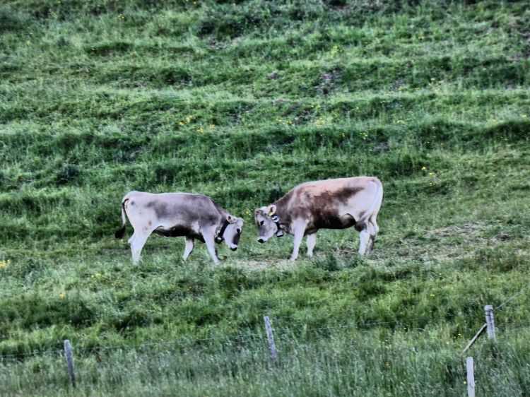 Egy mesés kirándulóhely Scheidegg10
