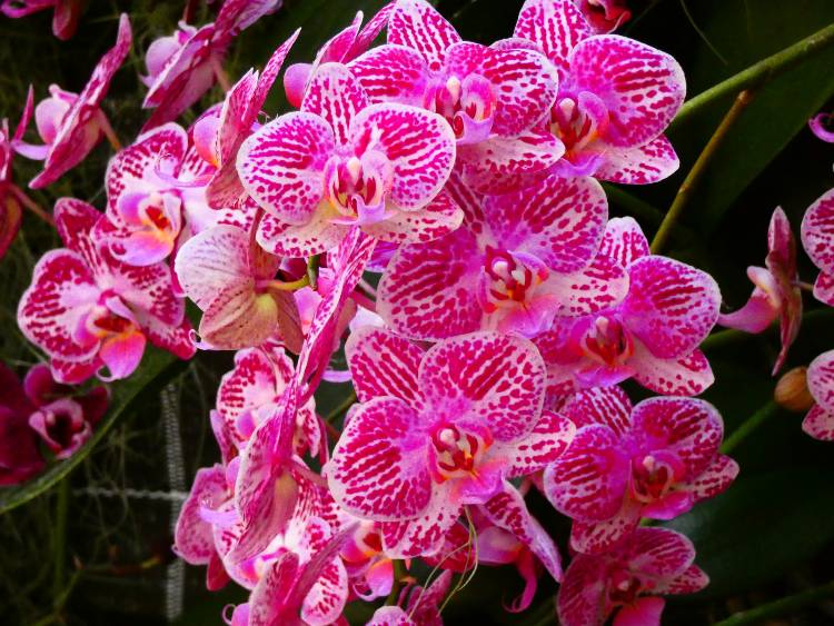 Mainau virágsziget11