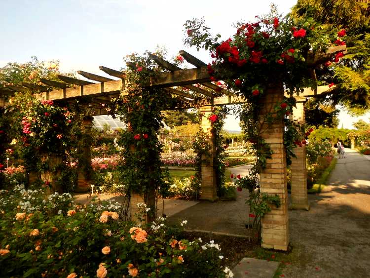 Mainau virágsziget14