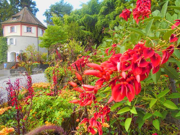 Mainau virágsziget19