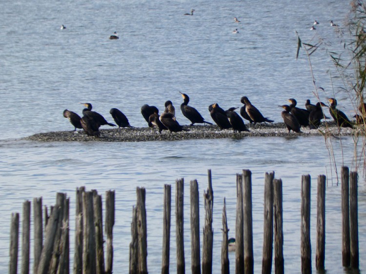 Pfahlbauten Unterhuldingen6