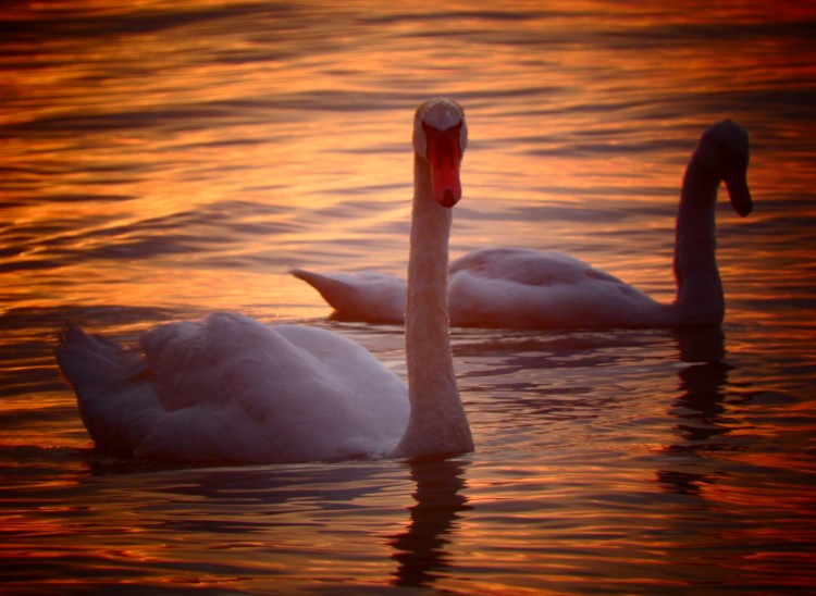 Pfahlbauten Unterhuldingen7