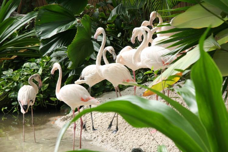 TropicalFlamingos2