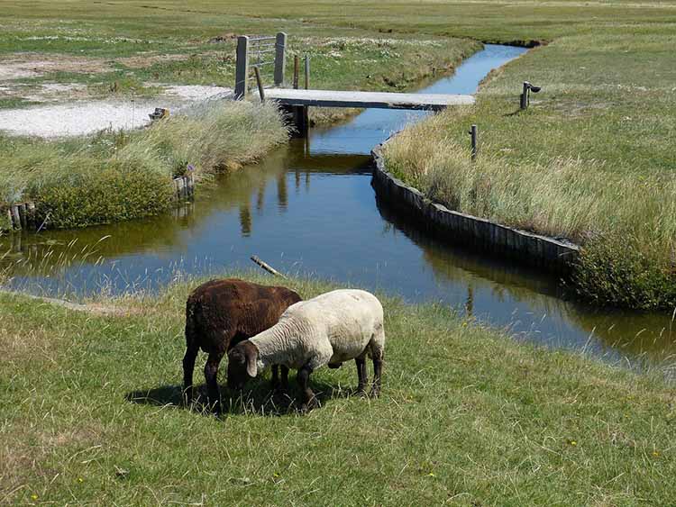 hallig szigetek 01