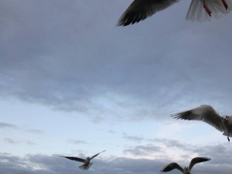 lindau Karácsony a kikötőben 3 kép