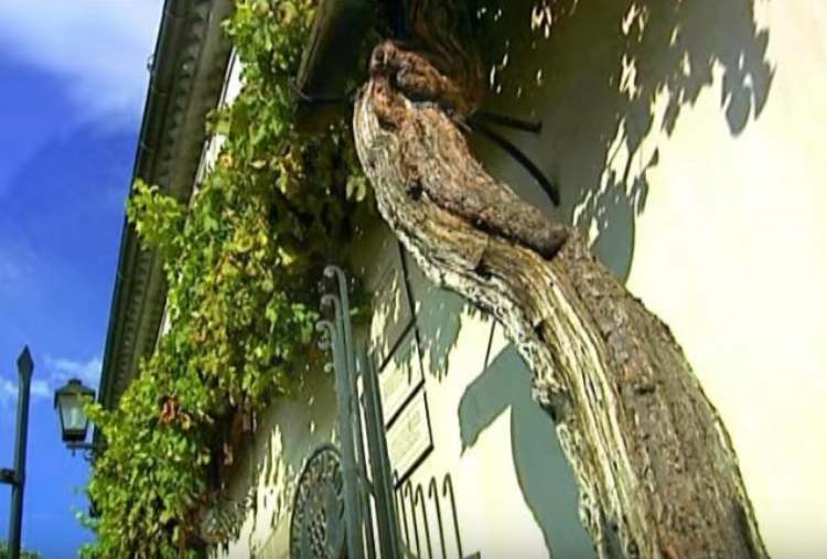 szlovenia maribor szolotoke1